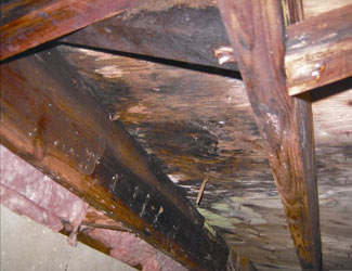 mold and rot in a Newark crawl space