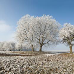 Frost covering trees and a grassy field in Norristown