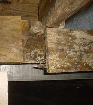 Extensive basement rot found in Reading by Philadelphia Basement Systems