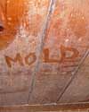 The word mold written with a finger on a moldy wood wall in Bensalem