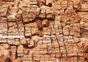 Wood severely damaged by dry rot damage in Kennett Square