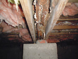 Examining molds in Pennsylvania, New Jersey, and Delaware