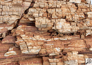 Dry rot damage on wood in New Castle