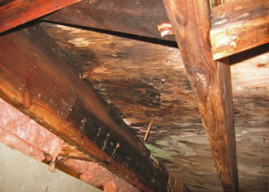Extensive crawl space rot damage growing in Chester