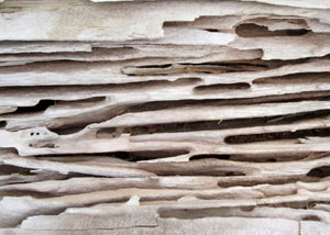 Carpenter ant tunnels and galleries in structural wood in a Chester home