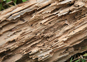 Termite-damaged wood showing rotting galleries outside of a New Castle home