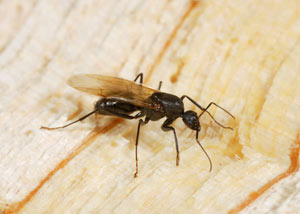 Closeup of a carpenter ant breeder in Bensalem