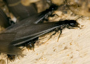 Closeup view of a termite new queen breeder in Newark