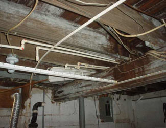 a humid basement overgrown with mold and rot in Doylestown