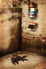 a cat laying in a wet, leaky basement in Newark, PA, NJ, and DE